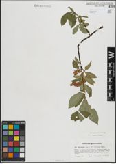 Foto von Salix hastata L.